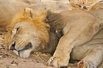 Tanzania up close lions 