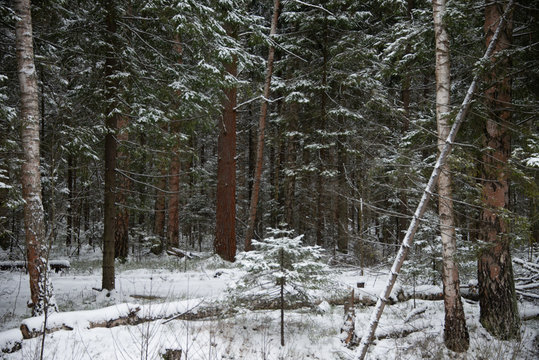 the natural background  of frost forest in winter
