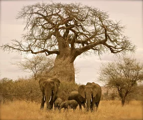 Fotobehang Tanzania baobab tree and elephants © Nicole