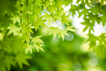 Fototapeta na wymiar Green Japanese Maple Leaves On Blurred Background