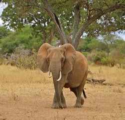 Tanzania elephant solo