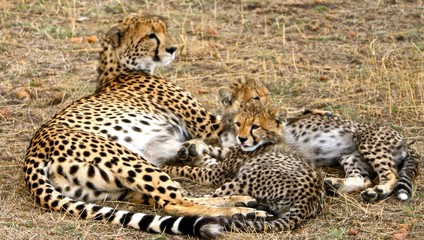 Tanzania cheetah and her cubs