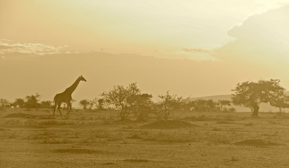 Tanzania serengeti sunrise
