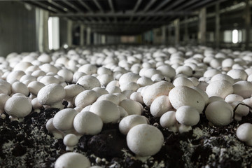 Champignons growing on a mushroom farm - 321124444