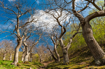 chestnut trees in the Tuscan hills