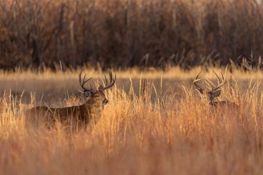 Pair of Rutting Whitetail Deer Bucks in Colorado in Fall
