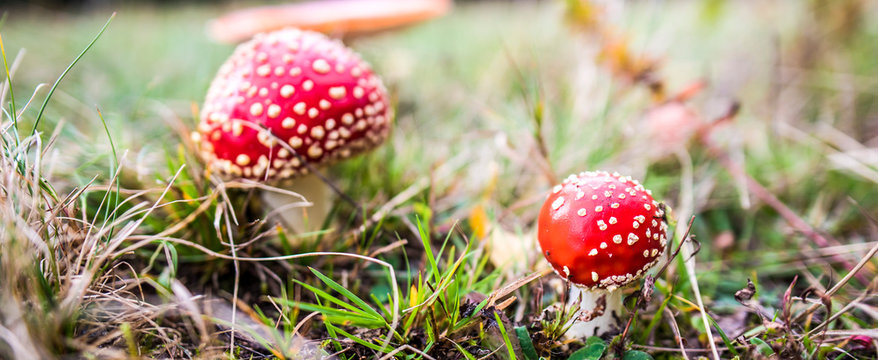 Red agaric mushroom. Toadstool in the grass. Amanita muscaria. Toxic mushroom
