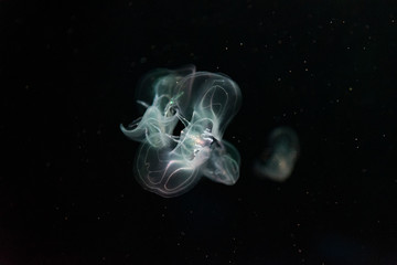 Tiny beautiful jellyfish
