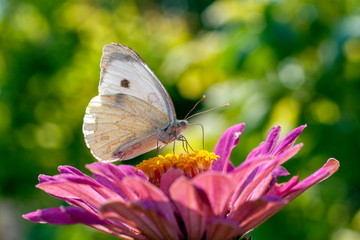 Macro shot of a butterfly on a summer flower