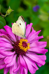 Macro shot of a butterfly on a summer flower