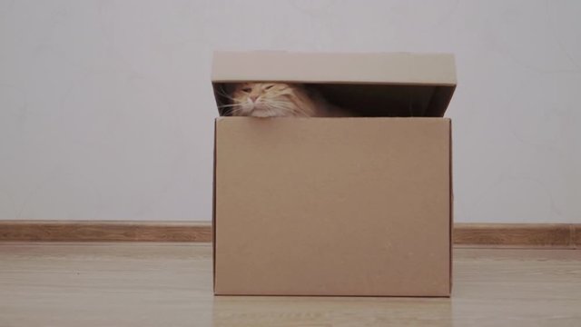 Cute Ginger Cat Is Leaving Carton Box. Fluffy Pet Is Jumping Out Its Hiding Place.