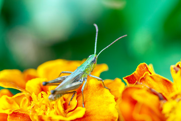Grasshopper on a yellow flower