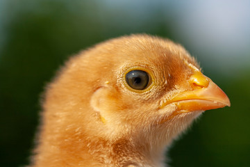 Newborn chick in the grass