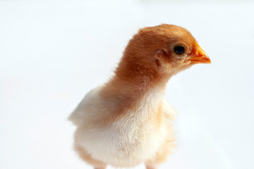 Newborn chick on white background