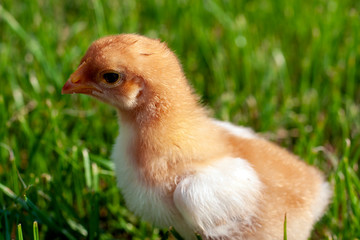 Newborn chick in the grass