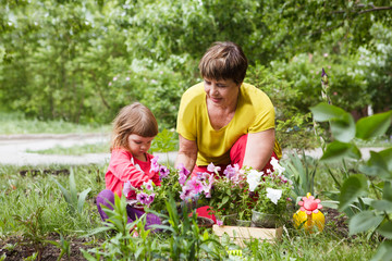  Grandmother with her granddaughter working in the garden. Gardening hobby.