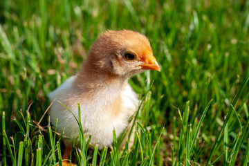 Newborn chick in the grass
