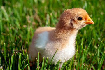 Newborn chick in the grass