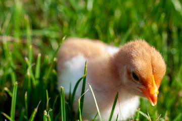 Newborn chick in the grass