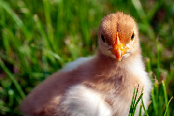 Newborn chick in the grass