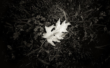 leaf on ground from above