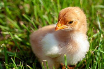 Newborn chick in the grass