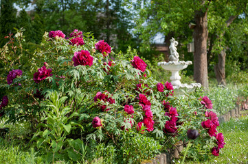 Strauch-Pfingstrosen im Landgarten,