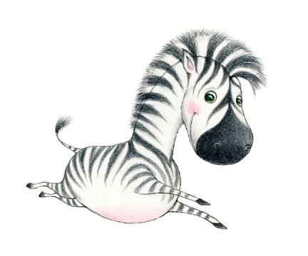 Cute Baby Zebra On A White Background