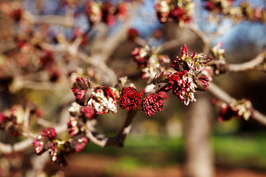 Flowers of Persian ironwood