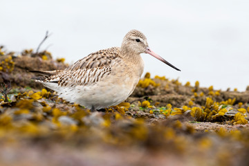 Snubber bar tail, limosa lapponica, walking between rocks and seaweed. Asturias, Spain