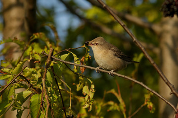 bird on a branch