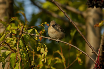 sparrow on a branch