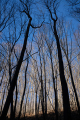 silhouette of trees in the sunset light of the forest