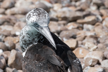 Young Gannet Looking over its Wing © Ian