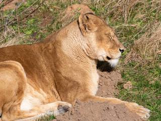 Beautiful Female Lion Resting on Grass