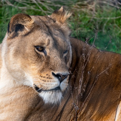 Beautiful Female Lion Resting on Grass