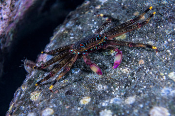 Crab on the coral stone
