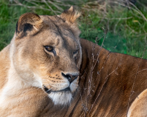 Beautiful Female Lion Resting on Grass