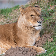 Naklejka na ściany i meble Beautiful Female Lion Resting on Grass