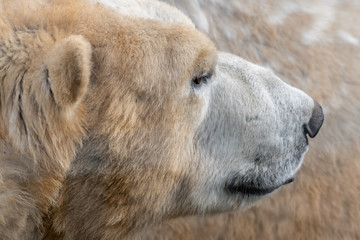 Head Portrait of a Polar Bear