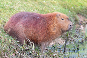 Capybara Standing near the Waters Edge