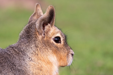 Patagonian Mara Resting on Grass
