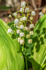 White spring lily of the valley on a blurred background
