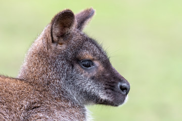 Head Portrait of a Wallaby