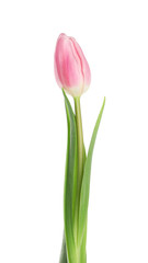 Beautiful pink spring tulip on white background