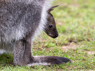 Baby Wallaby inside Mothers Pouch
