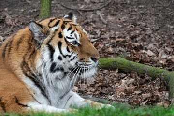 Fototapeta na wymiar Powerful Amur Tiger Resting on Grass