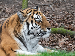 Powerful Amur Tiger Resting on Grass