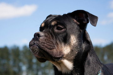 Cadebo dog portrait on blue sky background