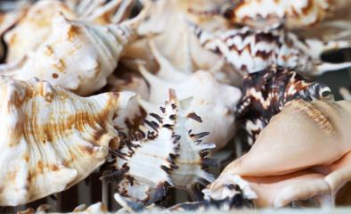Variety of sea shells for sale in the market.